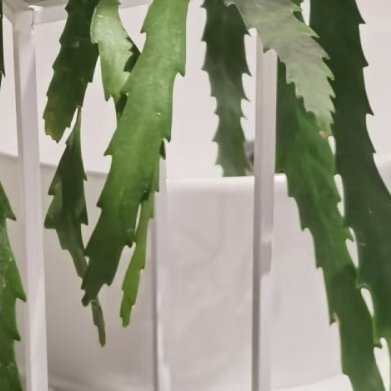 孔雀翎丝苇（小众垂吊仙人掌，冷门悬挂绿植） 植株实拍特征附生型仙人掌，长条锯齿状