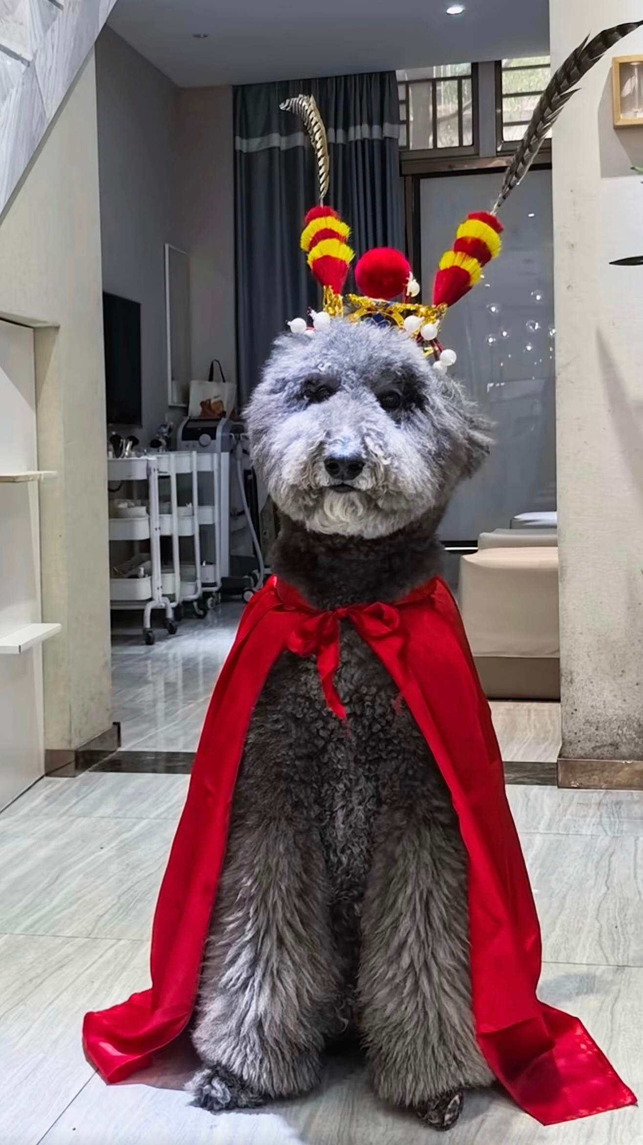 【左奇函】左奇函的狗皮皮cos武安侯 左奇函太火了，皮皮都上热搜了