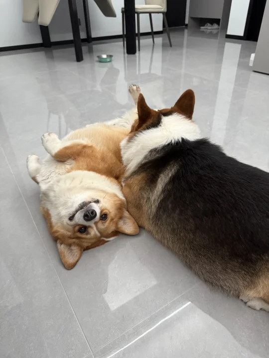 快乐是小狗带来的。