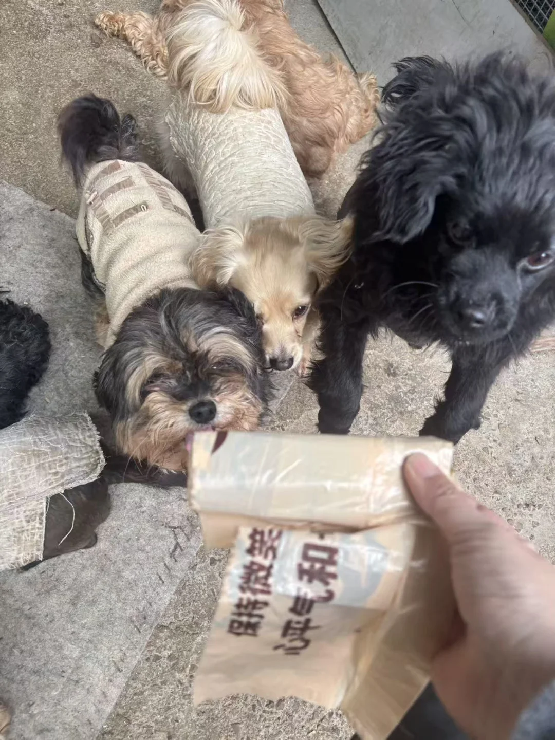 姨姨们，可以用下我们的垃圾袋吗🥹