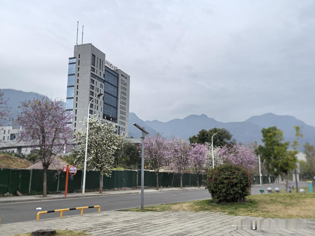 福建理工大学置身于花海的怀抱。
春日的福州仿佛成了花的海洋，桃花、樱花的花期先后