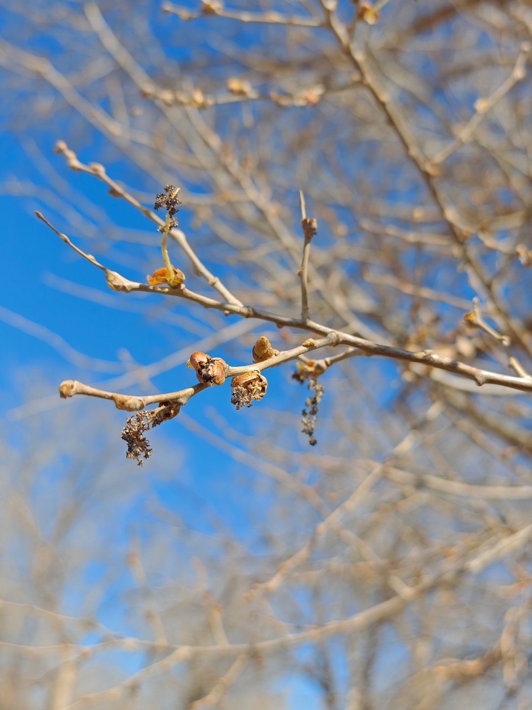 我觉得胡杨很适合作为现在年轻人的图腾树，看着“死死”的，表皮脆脆的，但是内心留着
