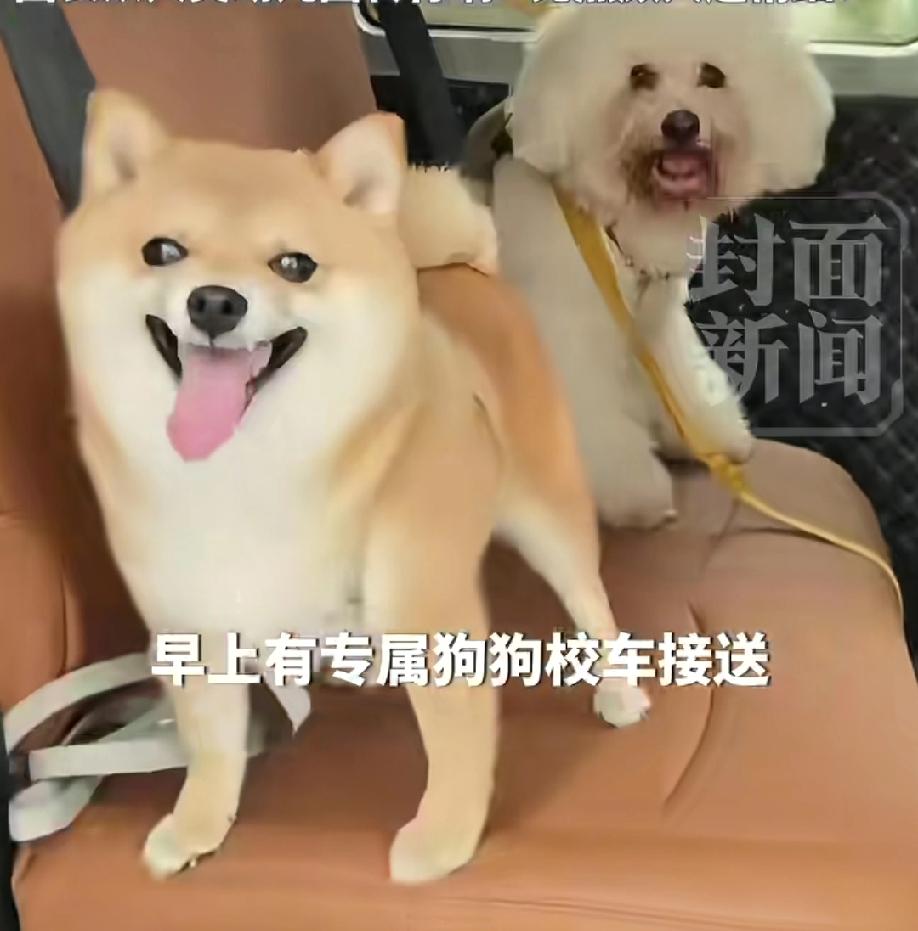 狗狗也能上幼儿园了！成都这家狗狗幼儿园彻底火出圈了，日托费108元还包校车接送，