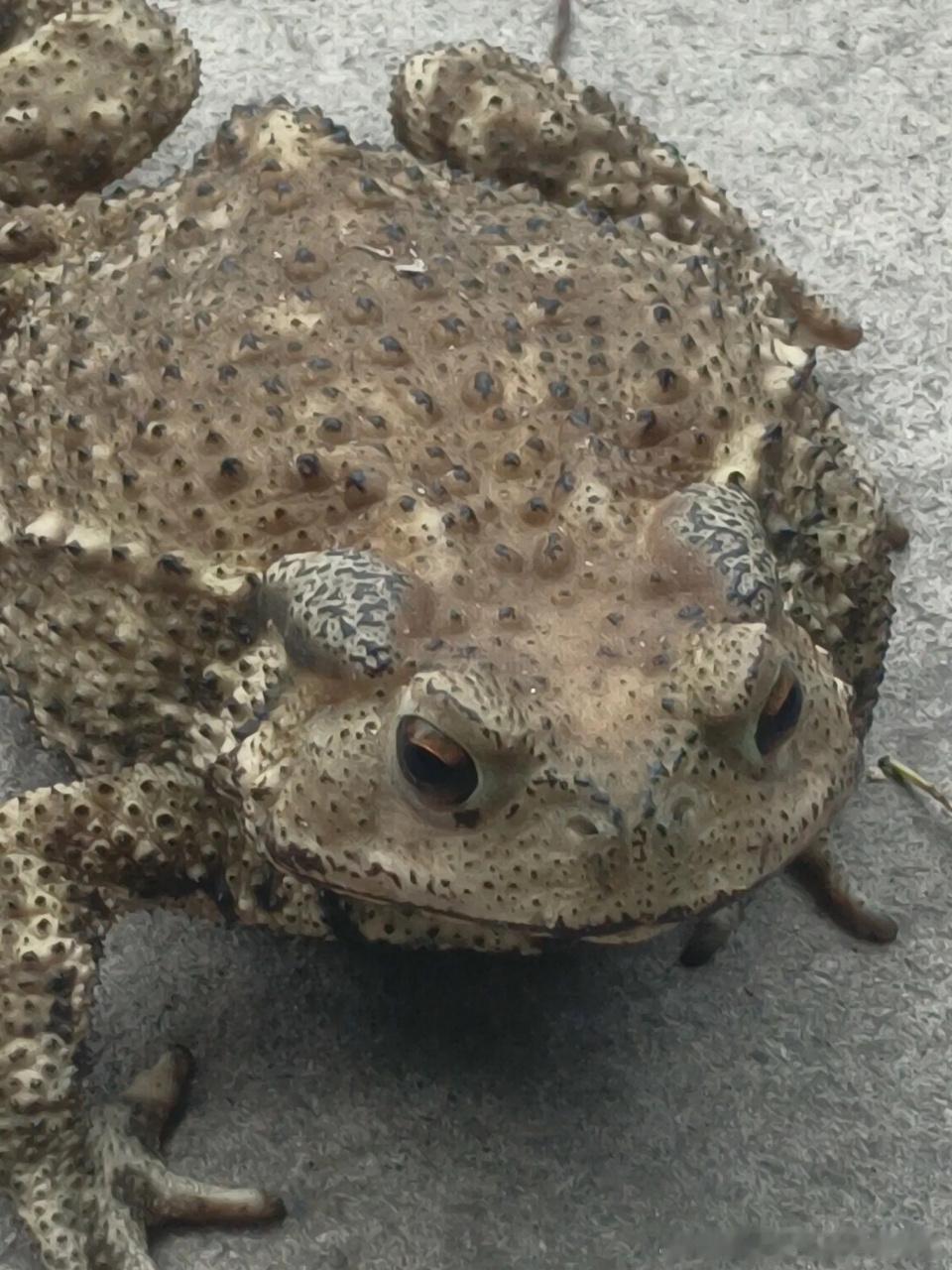 女子在加油站人肉插队躺后车引擎盖典型的癞蛤蟆蹦脚面上，除了恶心就是恶心 