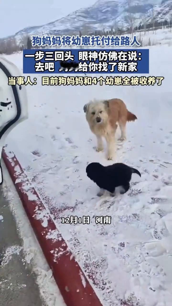 狗妈妈将幼崽托付给路人，一步三回头眼神仿佛在说：去吧妈妈给你找了新家。
当事人：