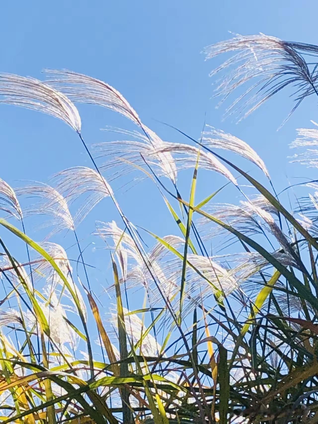 问一下网友们，头条这是怎么了？无人阅读，却有人评论！入驻头条以来，第一次遇到一个