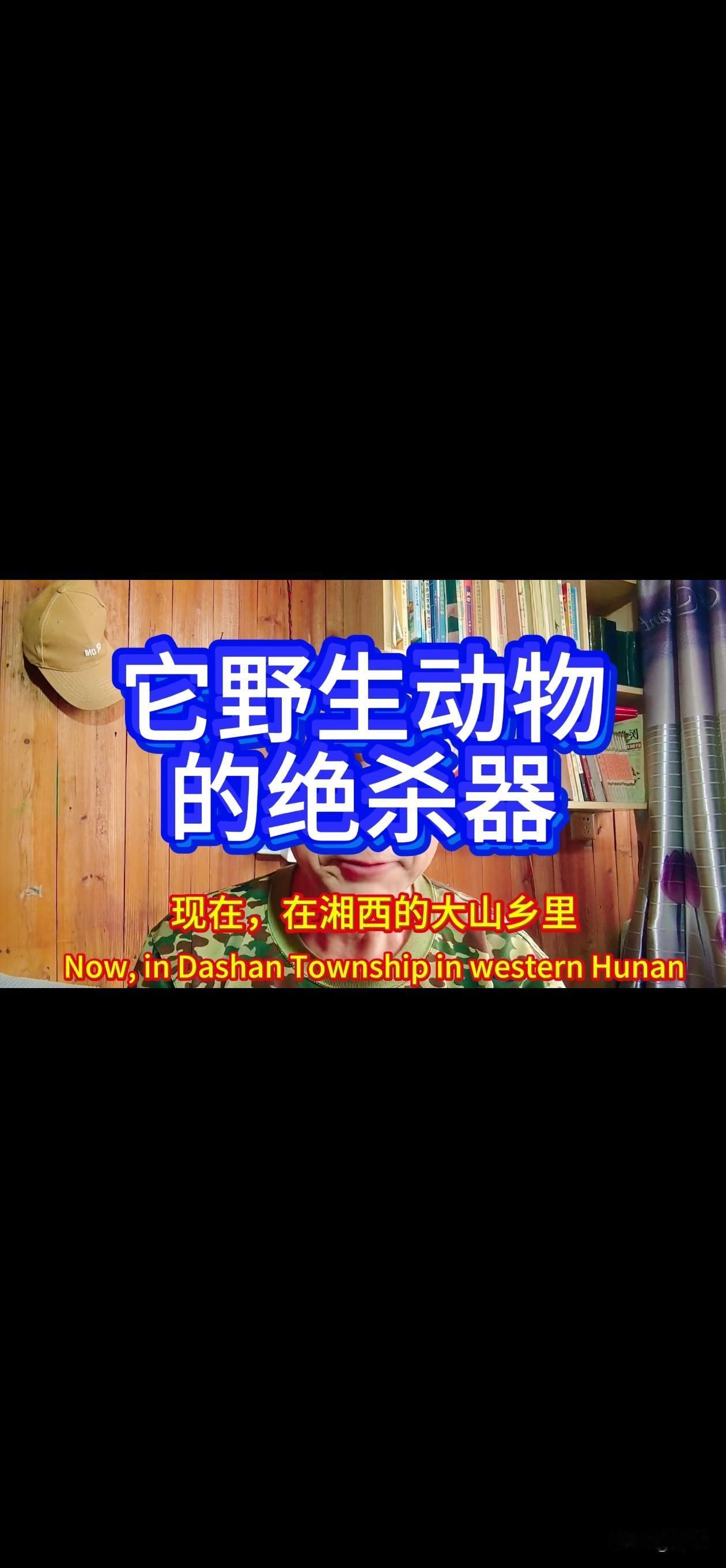 现在，我这湘西的大山乡里，野猪、麂子，就近一两年，快断种绝迹了。
为什么会断种绝