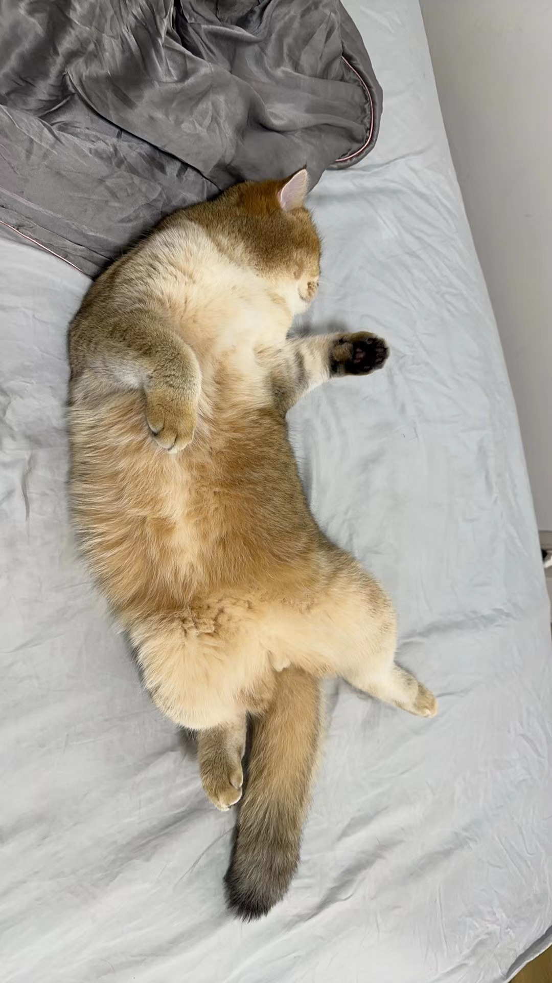 早#英国短毛猫##辣椒家新家回访##金渐层# ​​​