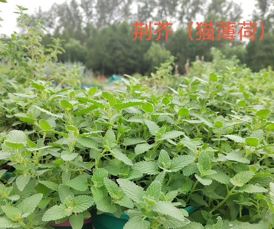 阳光和煦。把鞋子拖鞋都清洗了一遍，晒着。太阳有香，好怀念小时候被子暴晒后的香味，