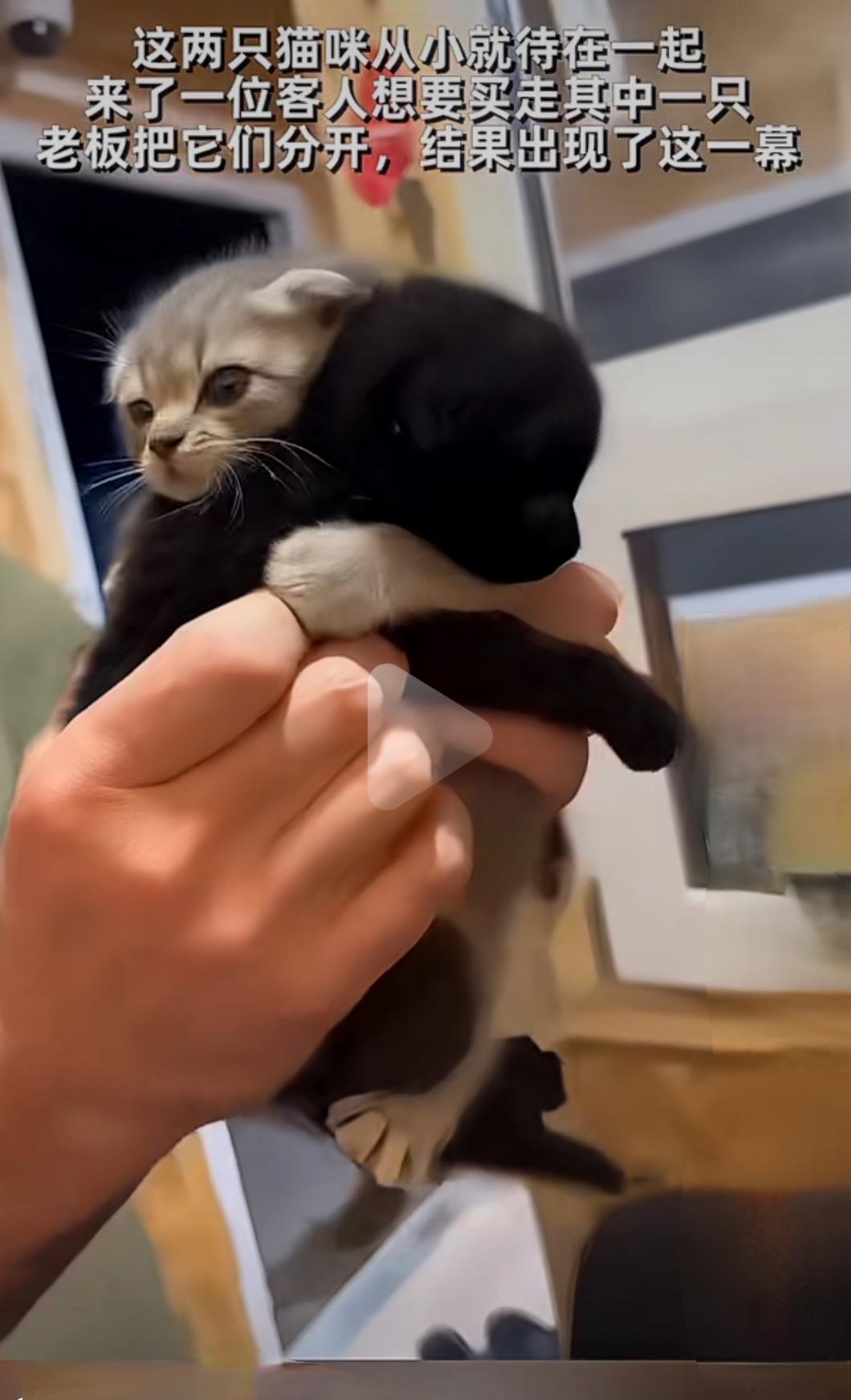 客人要买走其中一只猫咪，两个好伙伴紧紧抱着不愿分开。 于是客人把两只都买回了家。