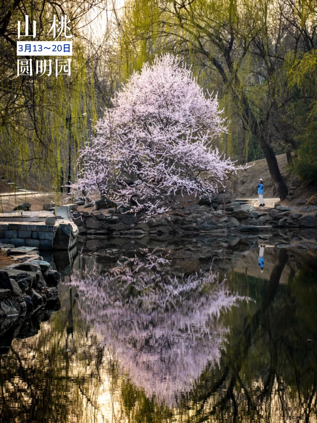 我拍到的18张治愈系北京花事，附花期攻略