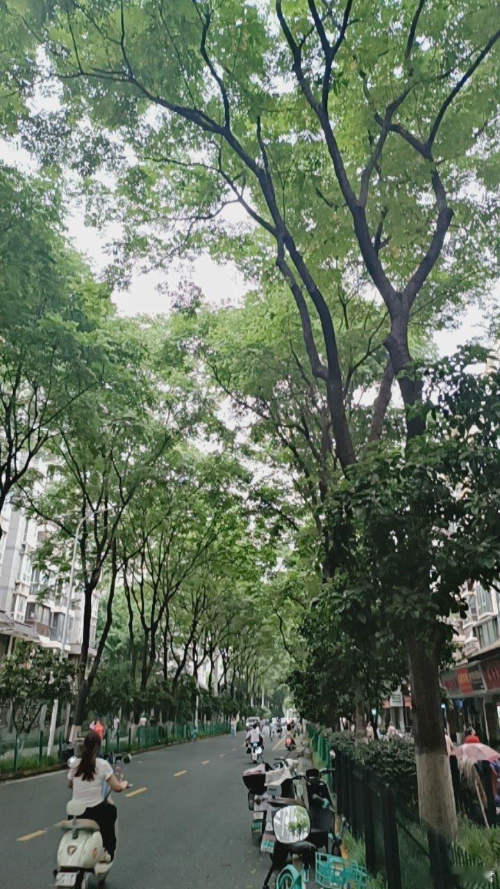 武汉停课停业这是造谣啊，目前滴雨未落，天气预报解释降雨带在55公里之外，姚曳不知