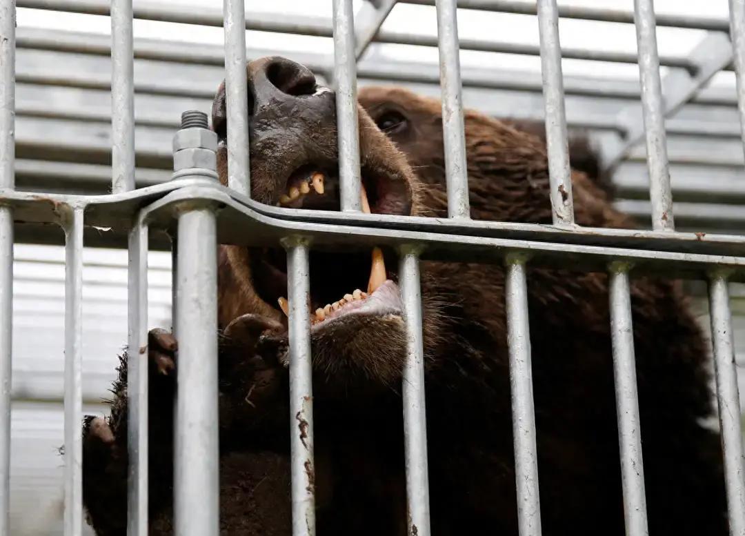 就在刚刚。
 
美国和加拿大突然宣布了赴日旅行警告。
 
顺着这条提醒往下聊，重