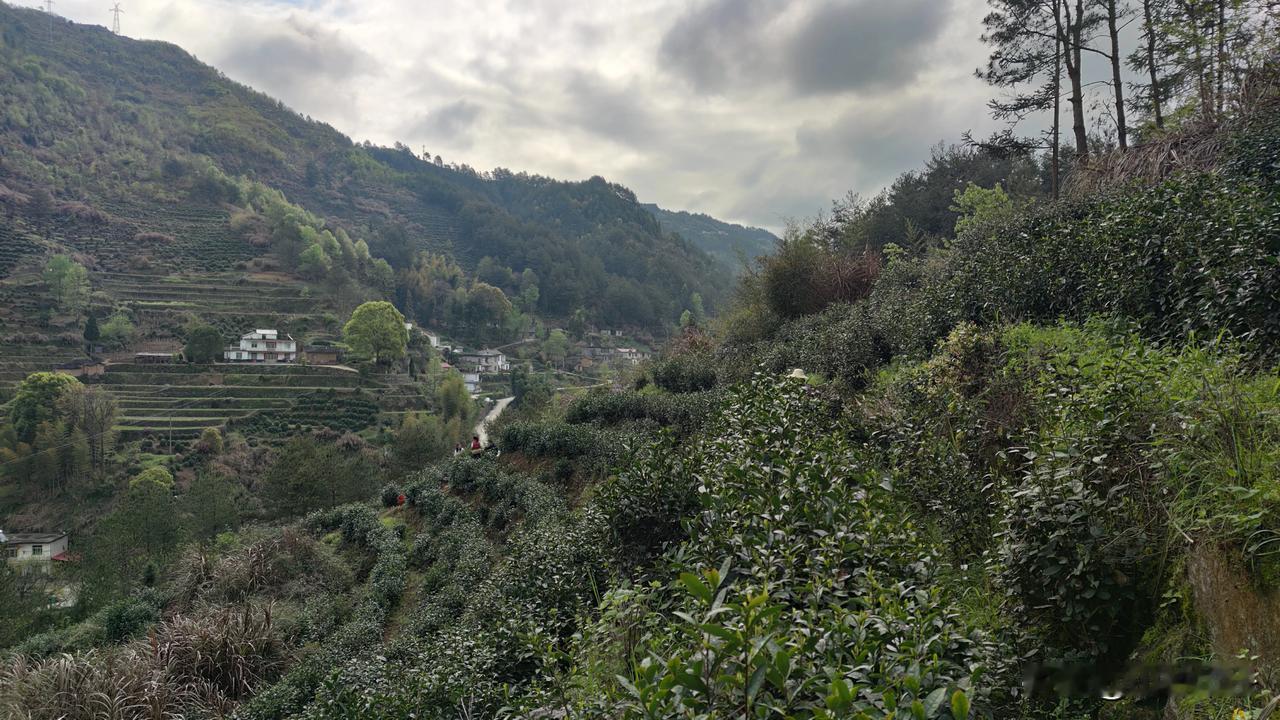 好山好水才能出好茶，又是一季忙碌的季节！