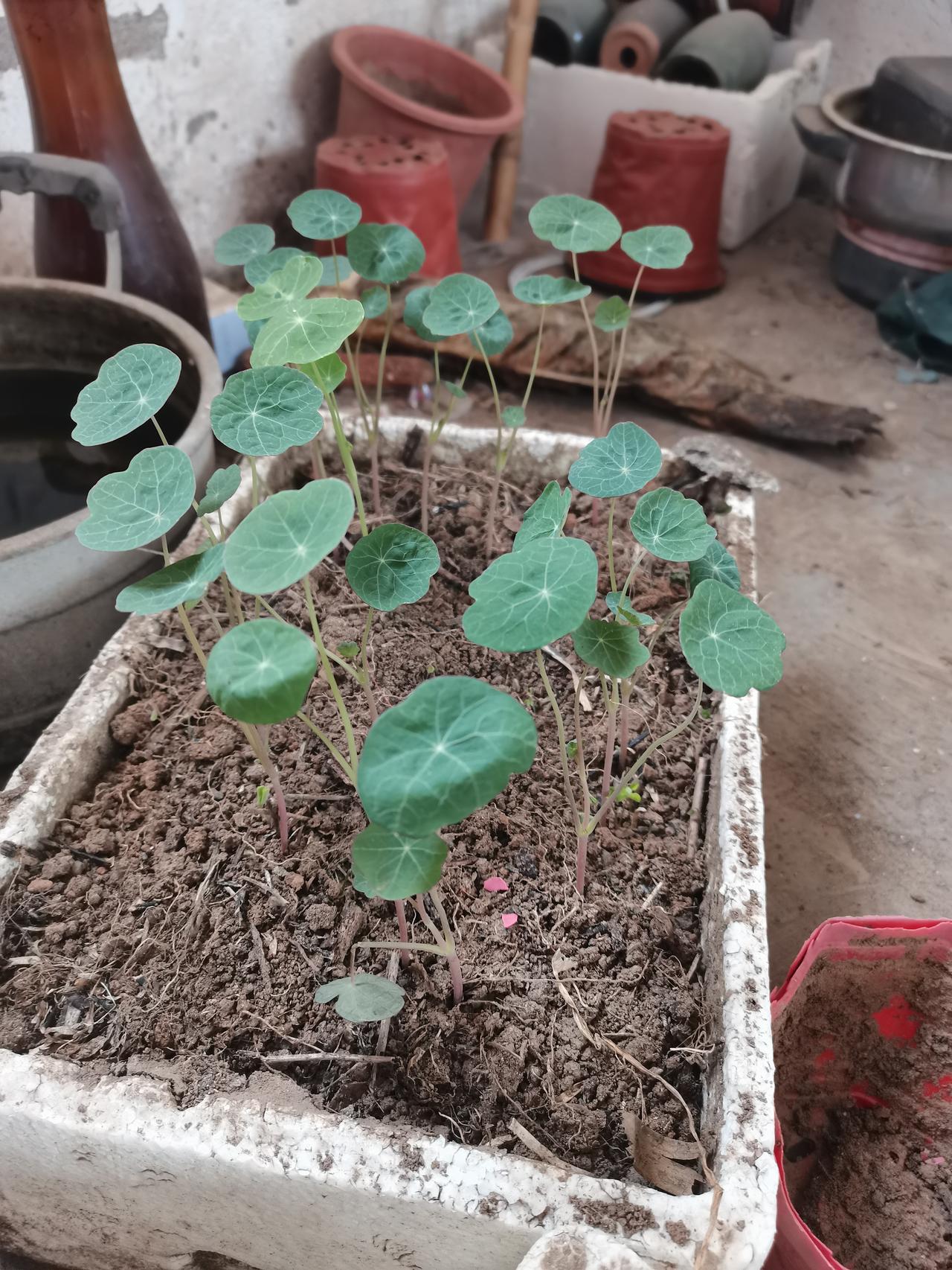 旱金莲顺利出苗了！
种了三年了，才认识到了旱金莲既怕热又怕冷，年年播种最轻松。