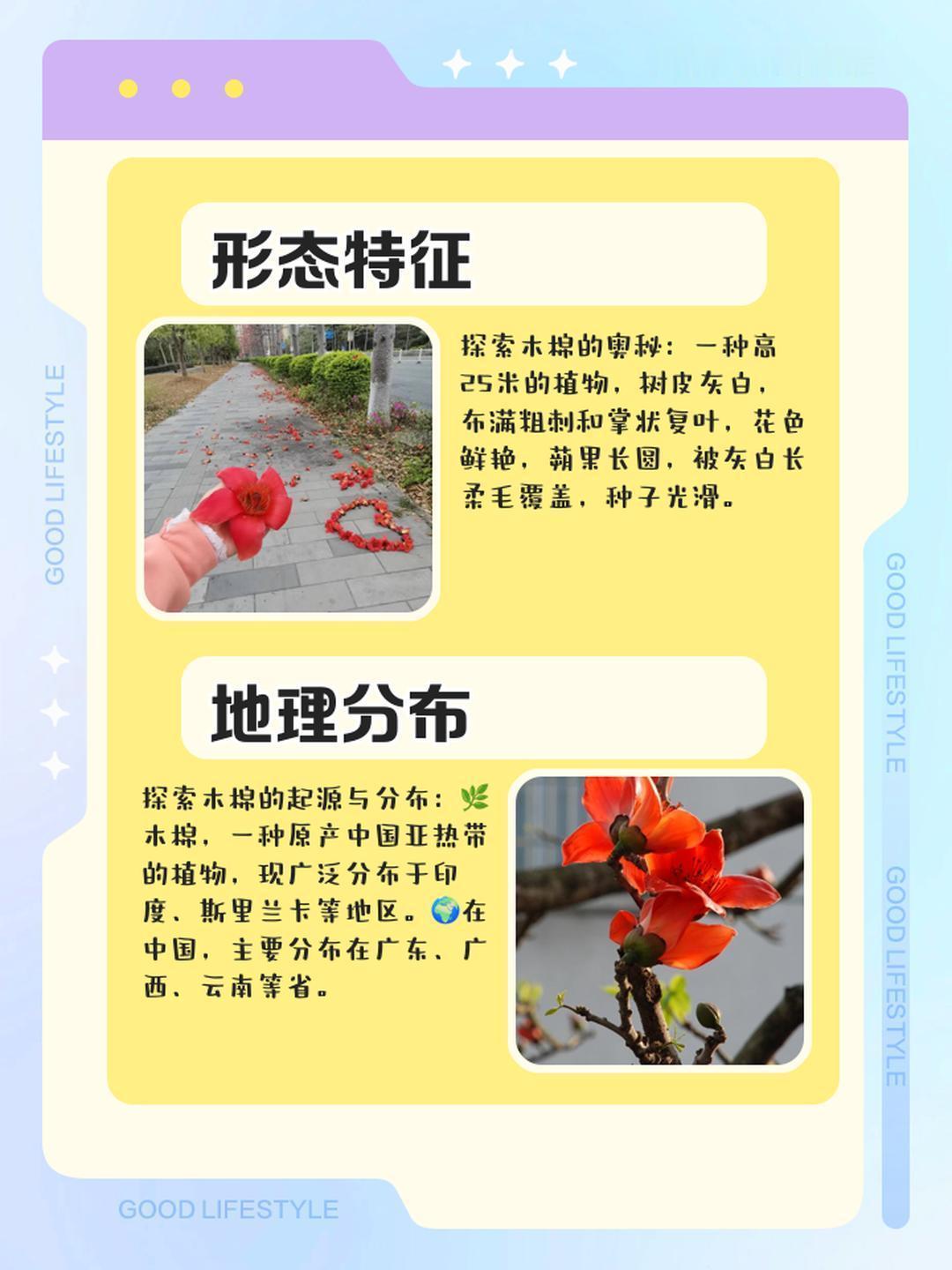 广东人捡木棉花挂闲鱼标价9.9一斤 说起木棉花，真的是一种超级特别的花。今天就来