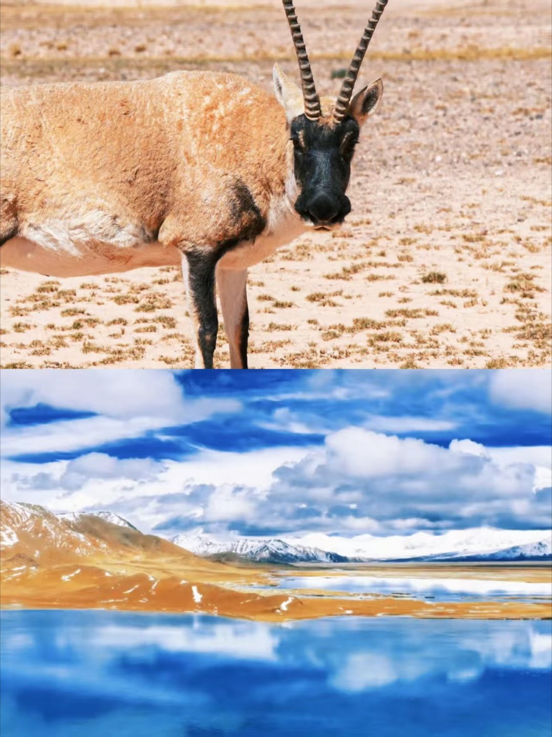 看完生命树想去青海了电视剧生命树看完《生命树》，真的狠狠被青海戳中了！不再是书本