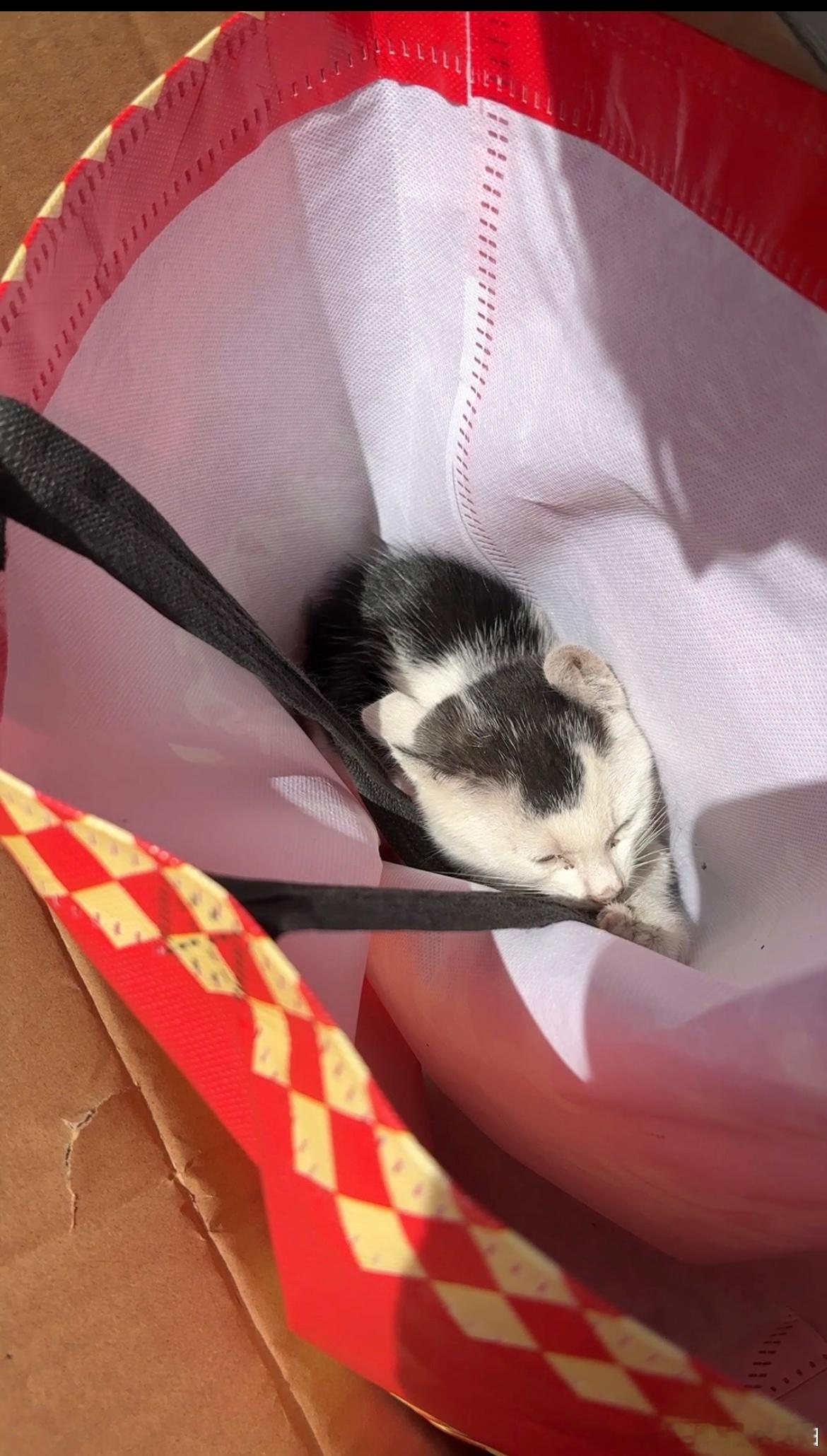 路上捡猫和意外怀孕有什么区别？状态不太好，准备送医院看看了[失望] ​​​