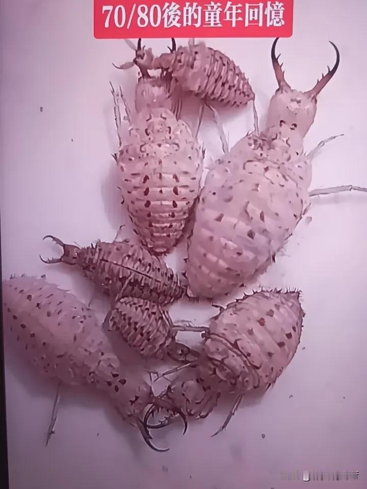 你有没有关于地牯牛的有趣故事?                         
