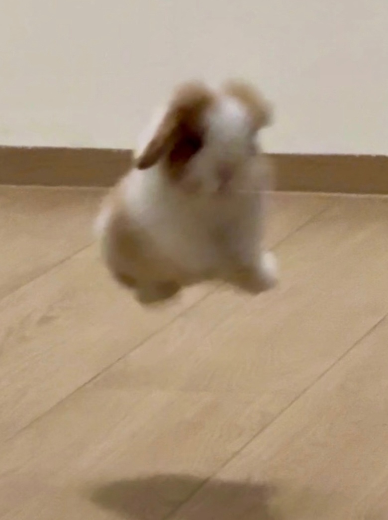 小兔起飞中 