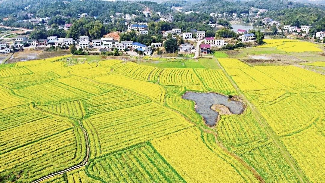 万亩花海迎客！湖南湘江新区第十一届含浦油菜花季3月6日启幕
 
春风拂动湘江岸，