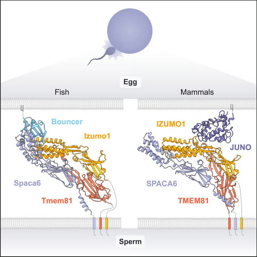 精子卵子结合那一瞬间放大了看，精卵结合不是一把钥匙开一把锁那么简单。要保证别的物