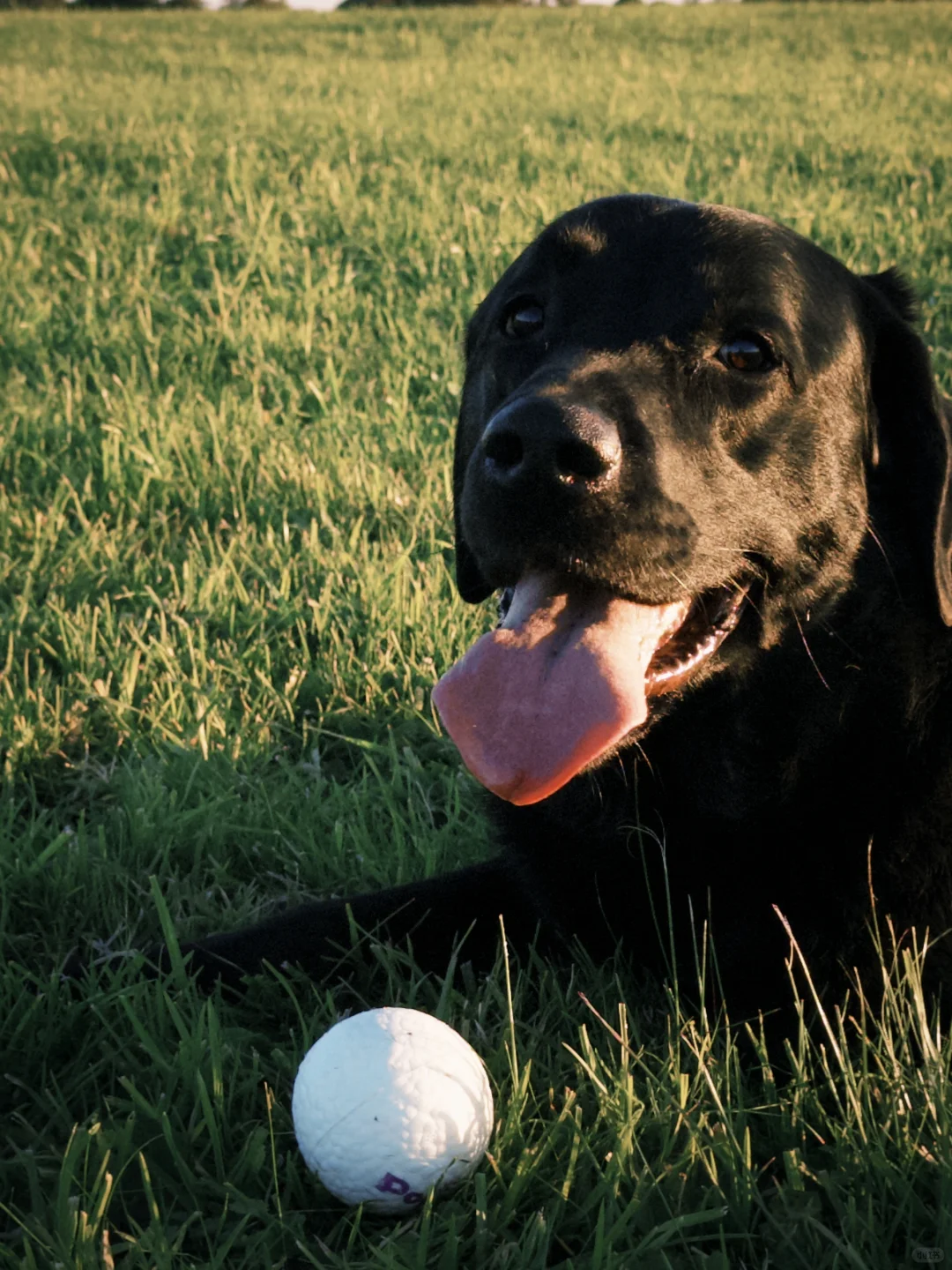 谁会不想每时每刻和小狗们待在一起呢