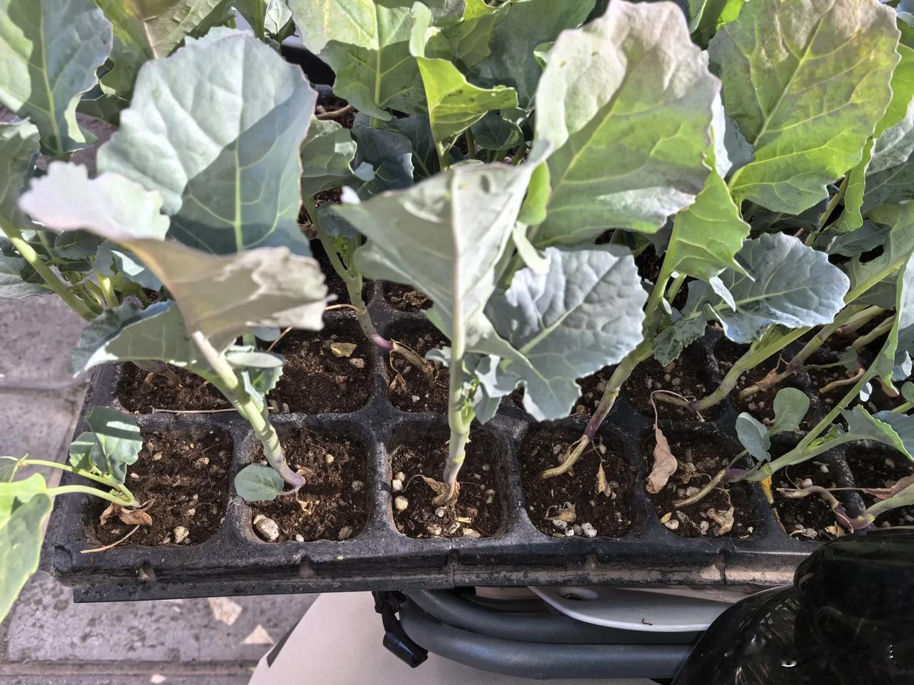 甘蓝类的菜苗如何分辨呢？
节前上班正忙着，蔬菜花卉所的朋友说给我带回来两盘菜苗，
