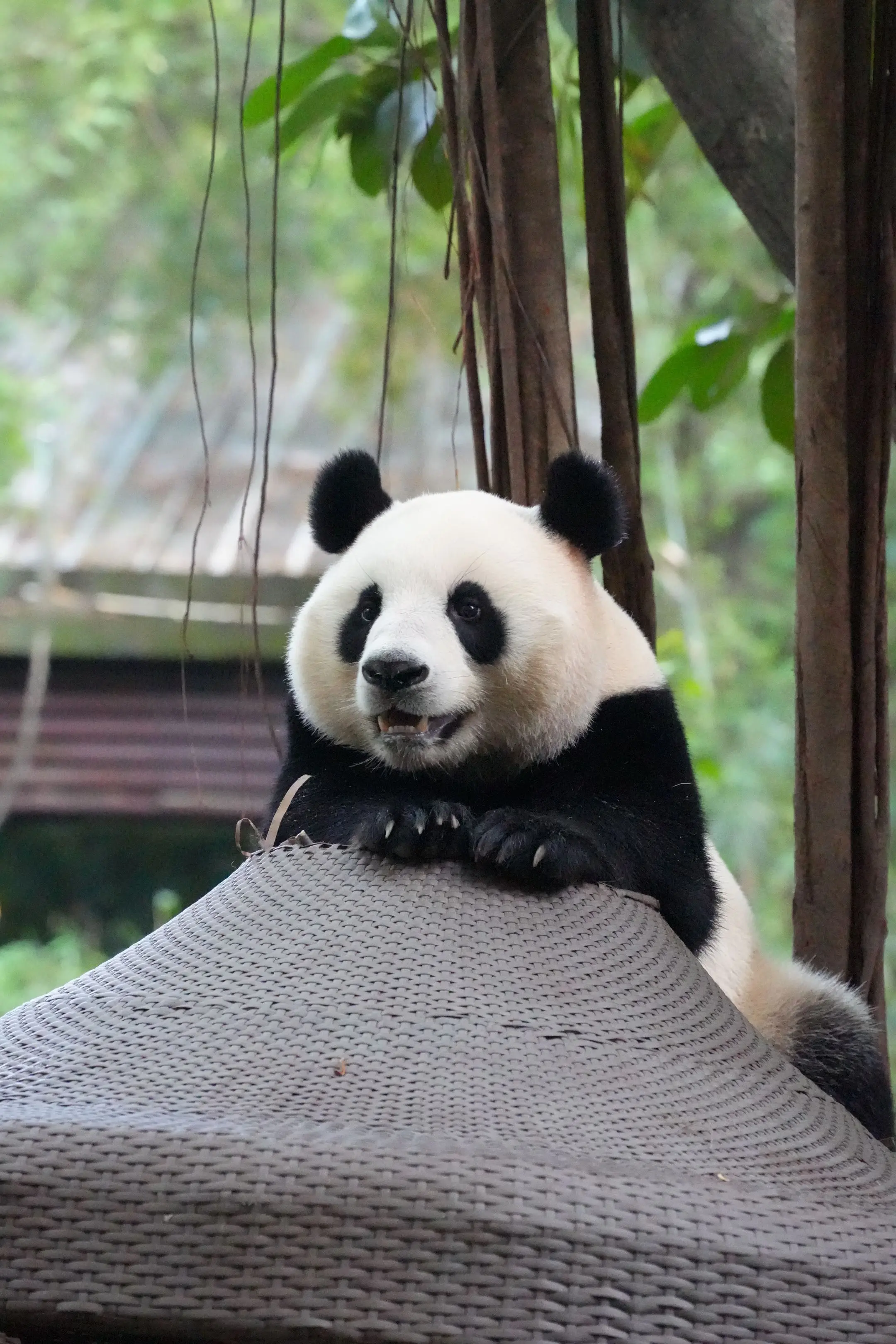 国庆:我可爱呢！？（每只熊猫都有它们可爱的点，喜欢每一只熊猫，但是只黑...