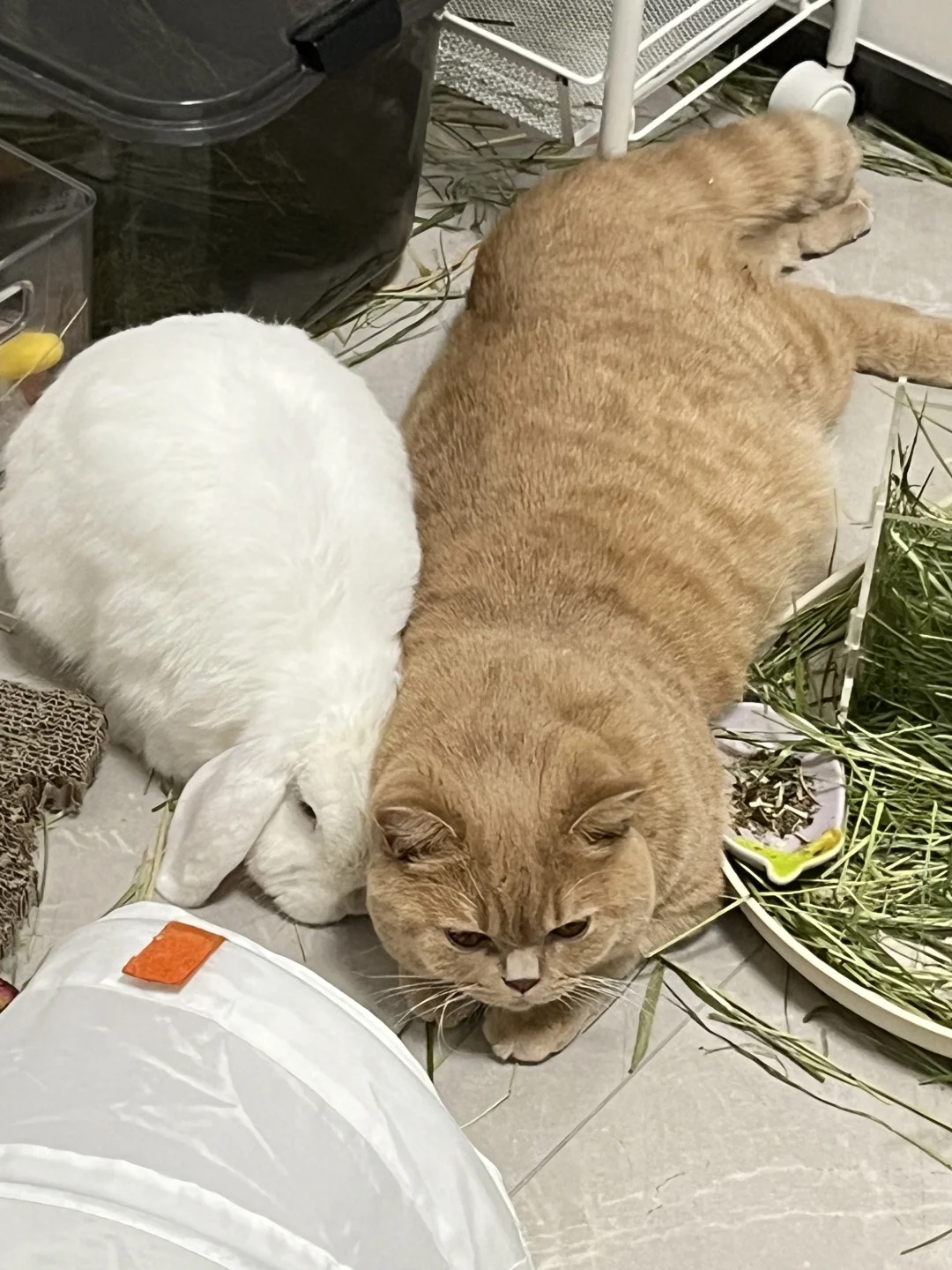 你俩…不挤吗😅