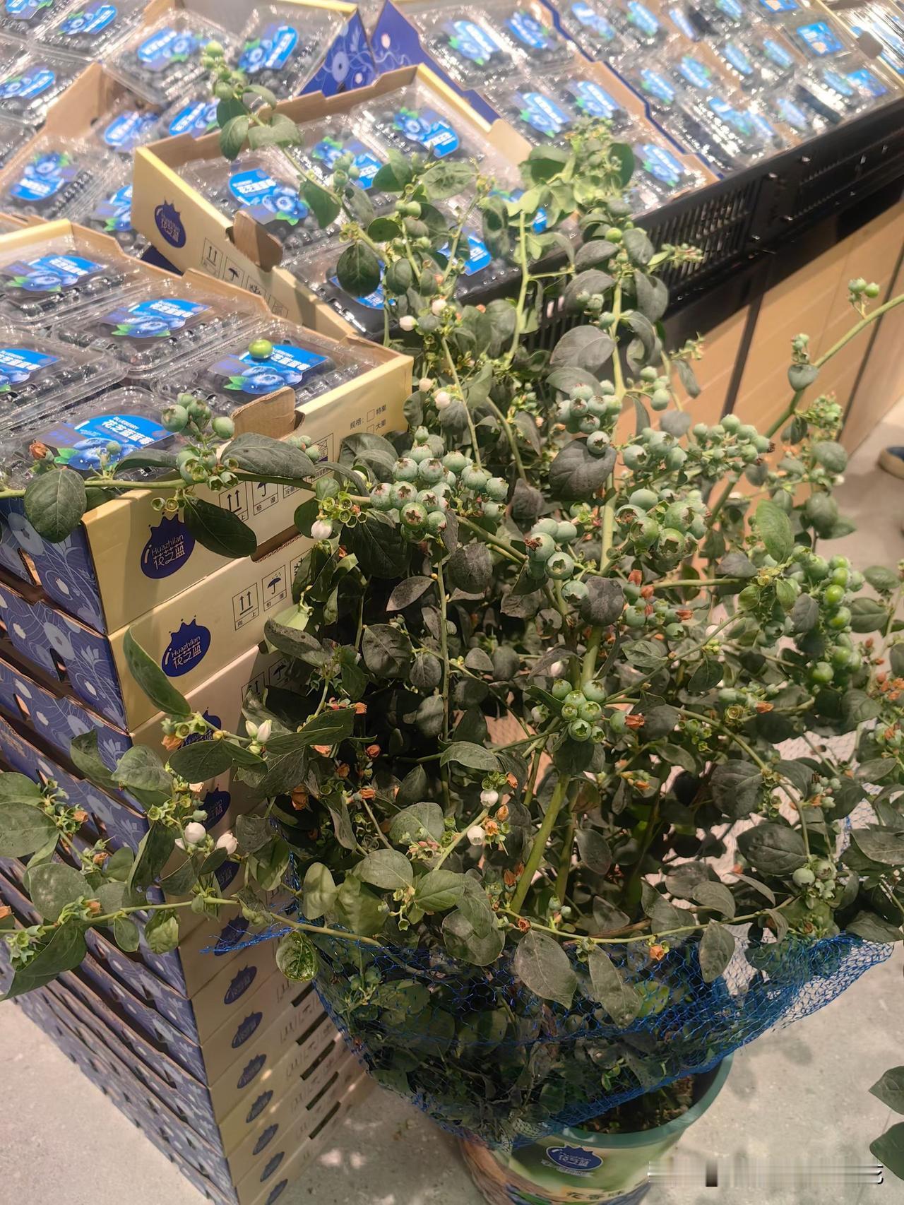 亲近大自然最好的方式就是去公园走走，去树林逛逛，和花草树木来个最亲密的接触。
大