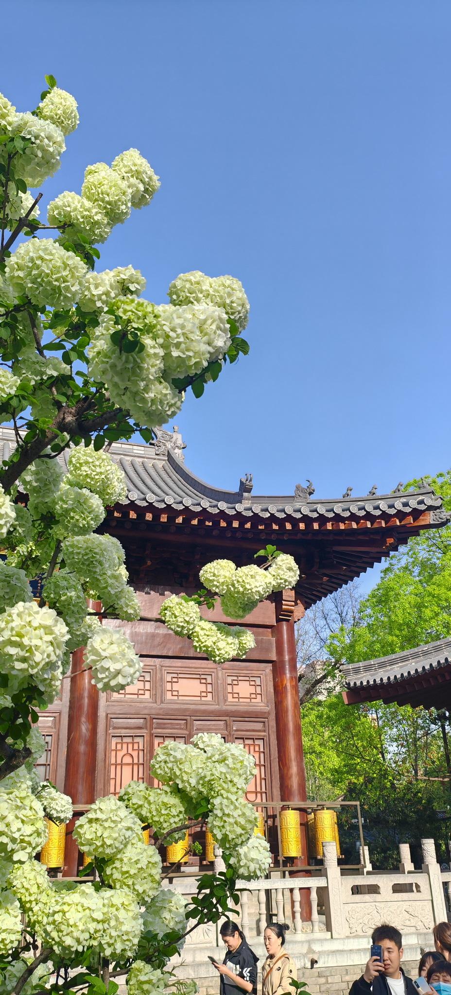 大兴善寺的木绣球开了！这才是西安春天的“顶流”，别再说西安只有樱花和玉兰了！实拍