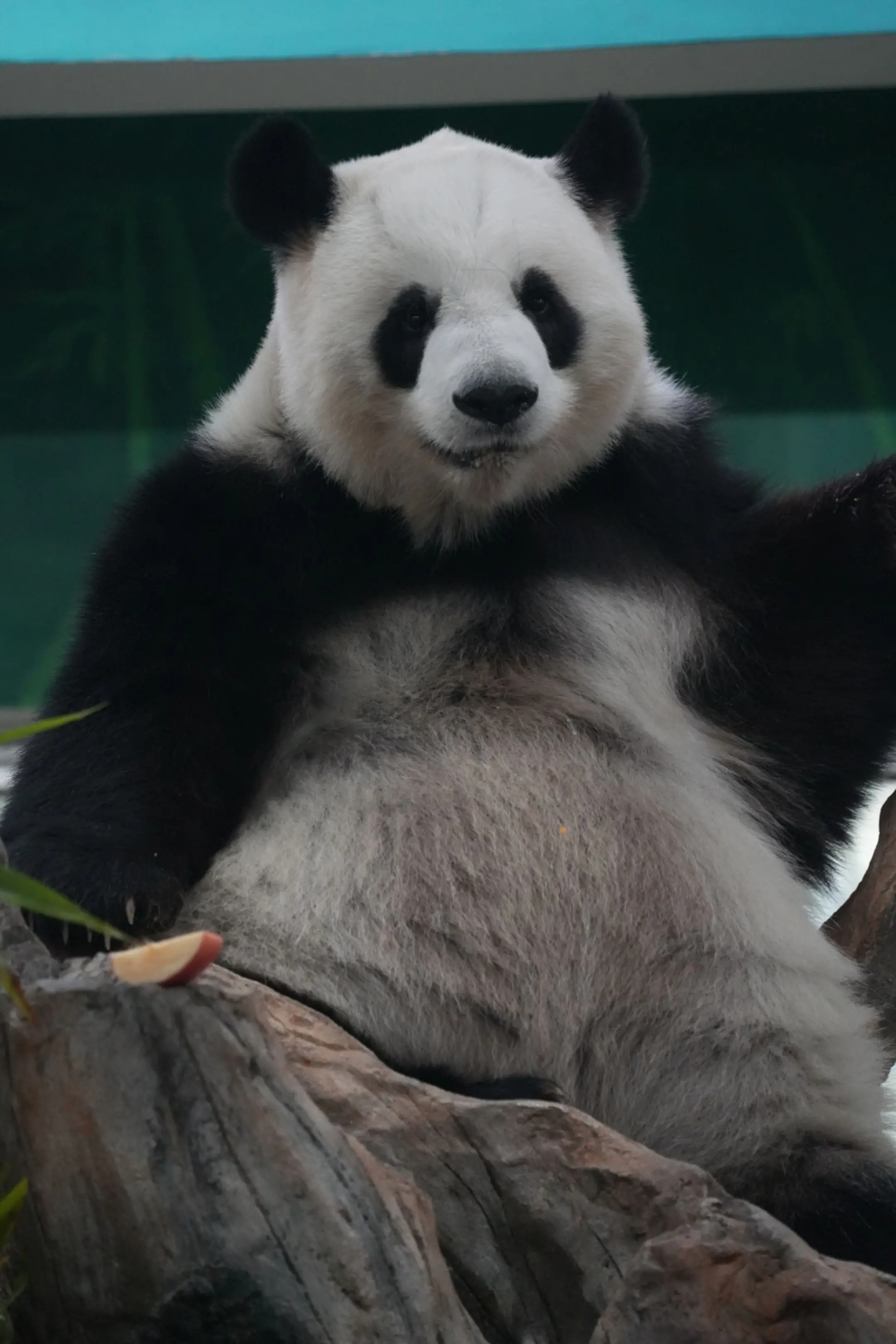 这只靓女是雅一。