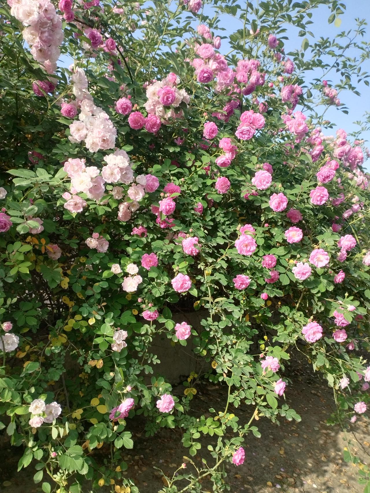 好的，上联是“夏雨荷花艳”，结构为【季节+自然景象+形容词】，描绘了夏天雨中荷花