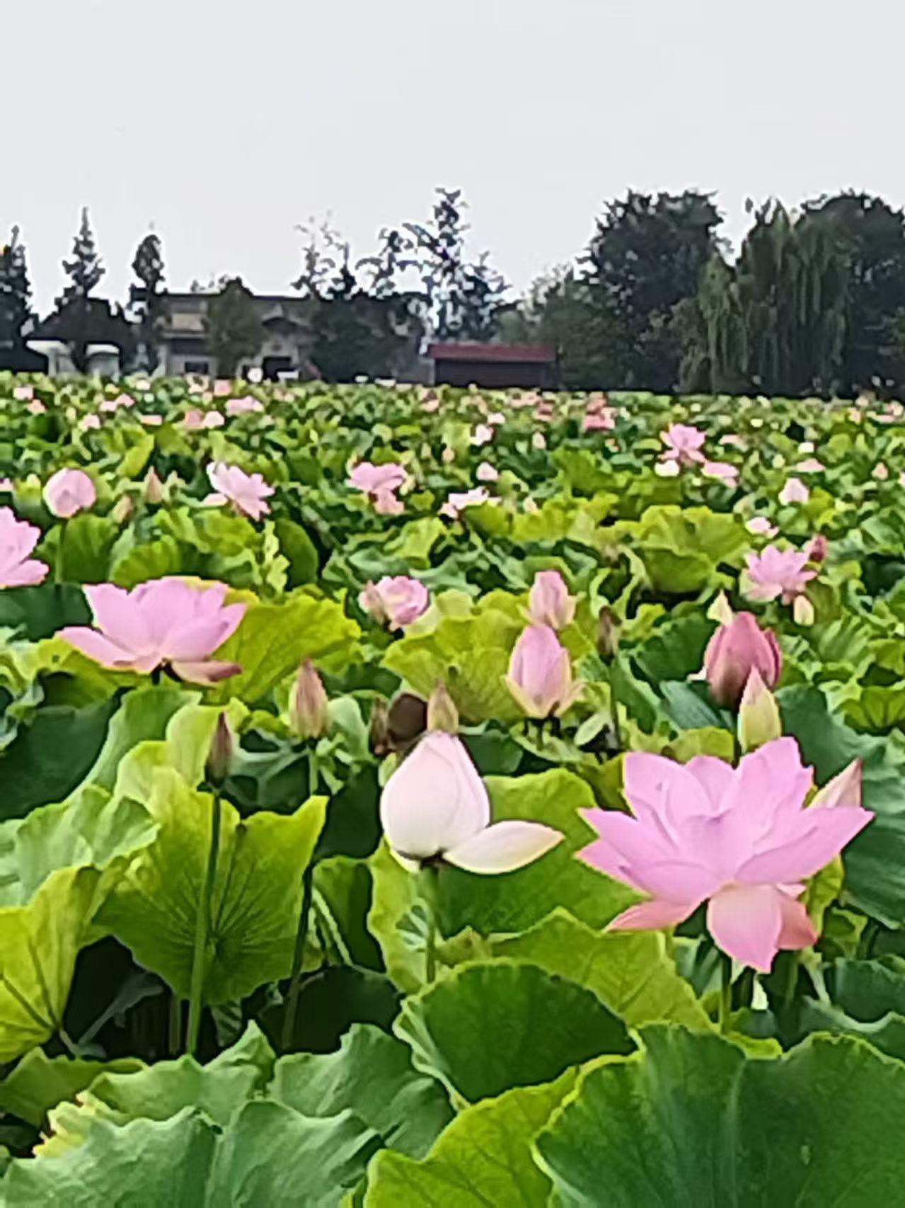 荷塘闲景
千顷清塘铺翠盘，粉荷逐次绽娇颜。
含蕾玉瓣凝晨露，绽放柔姿映远天。
碧
