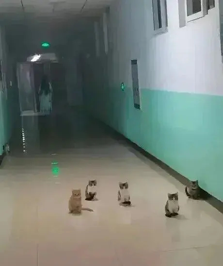大晚上的发现有五只可爱的猫咪，今晚一定平平安安！​​​