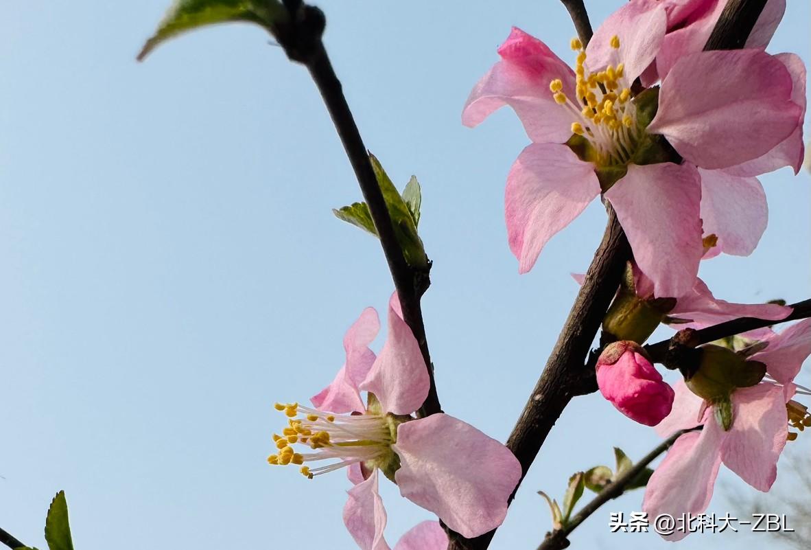 今天普昂医疗上市。

本想近期睿科技、族兴新材和新恒泰上市皆有不错表现，普昂医疗