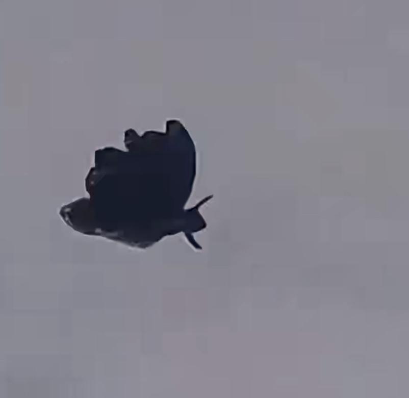 就在这几天，内蒙古包头市的几位市民，在自己家门口抬头看天时，发现了一个奇怪的家伙