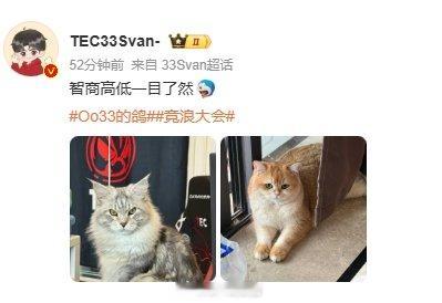 33以貌取猫 呆呆咱们不看，全是恶评