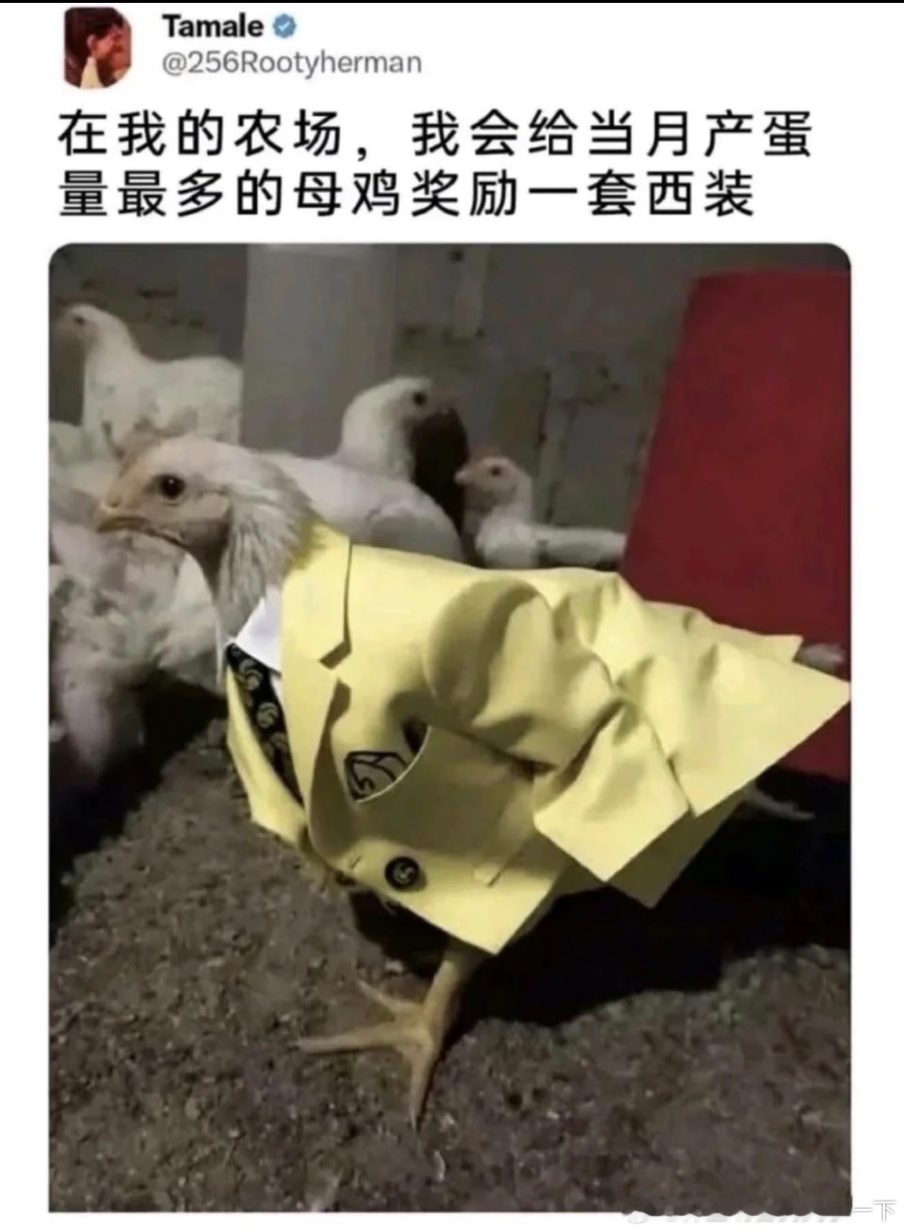7096鸡：为了西装 加油 ​​​