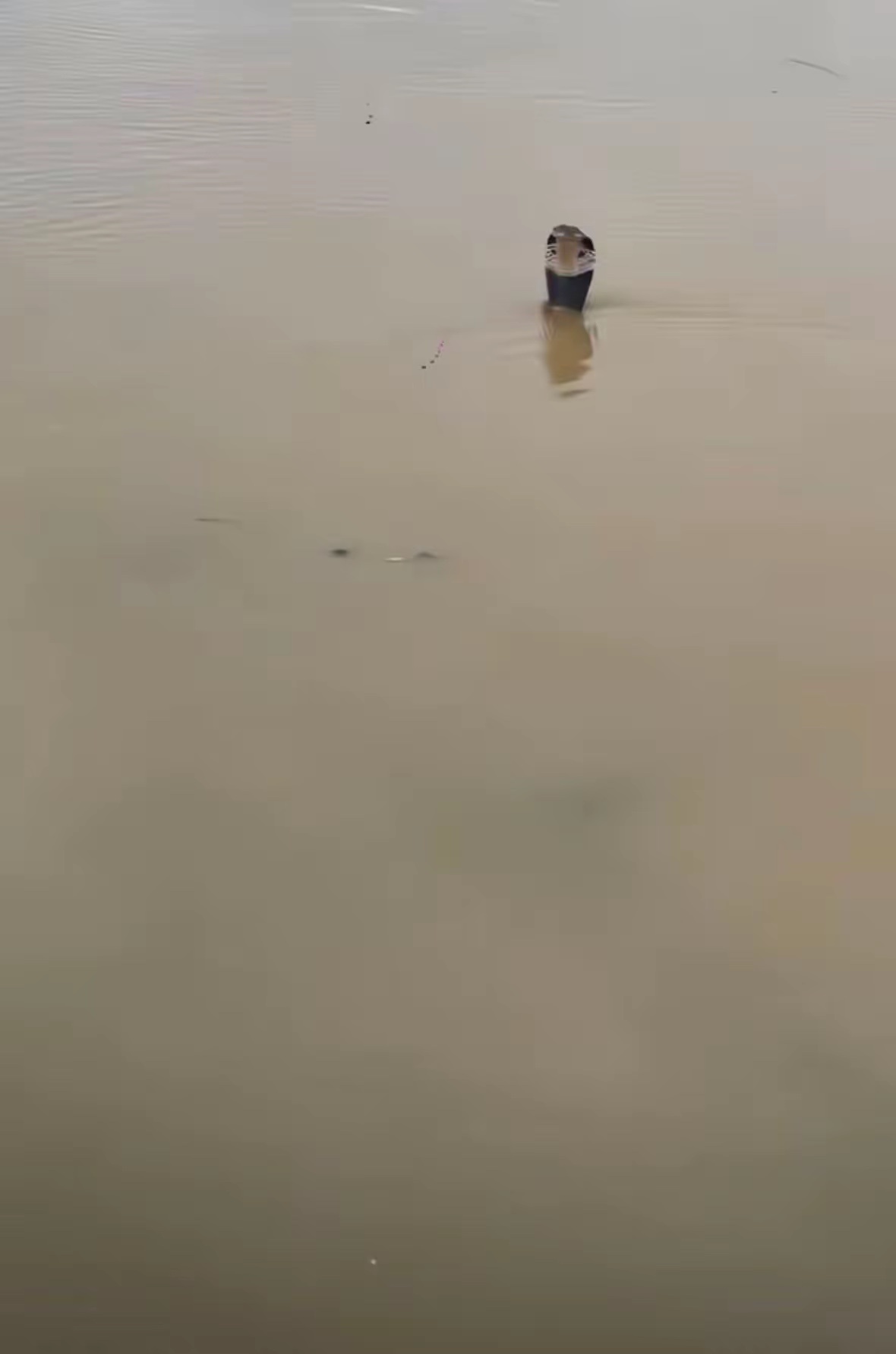 洪水致养蛇场蛇逃出有眼镜蛇广西这次洪水可太闹心了！受第10号台风“美莎克”影响，