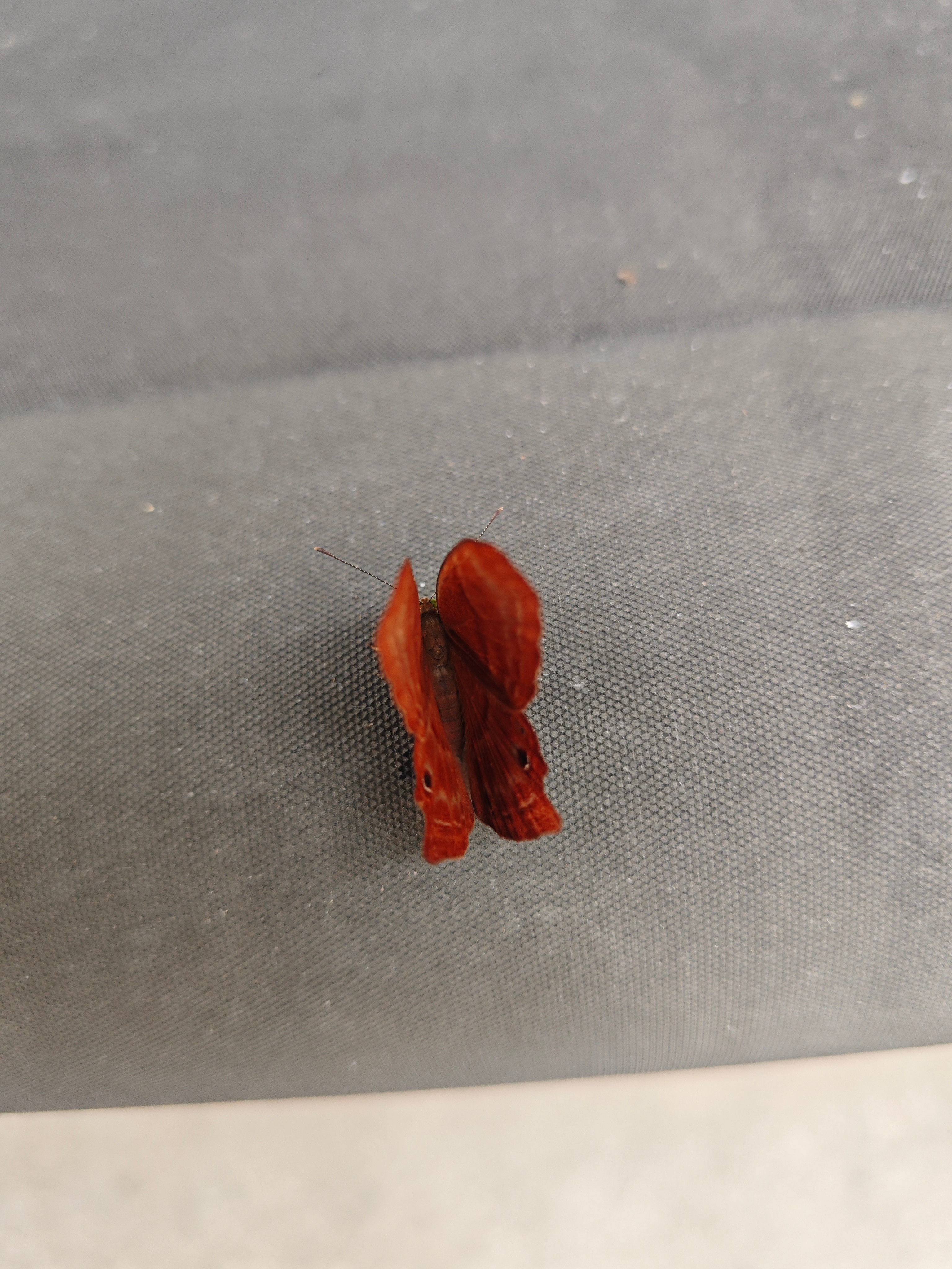 一只停歇在安检机器上的Abisara echerius（蛇目褐蚬蝶） ​​​