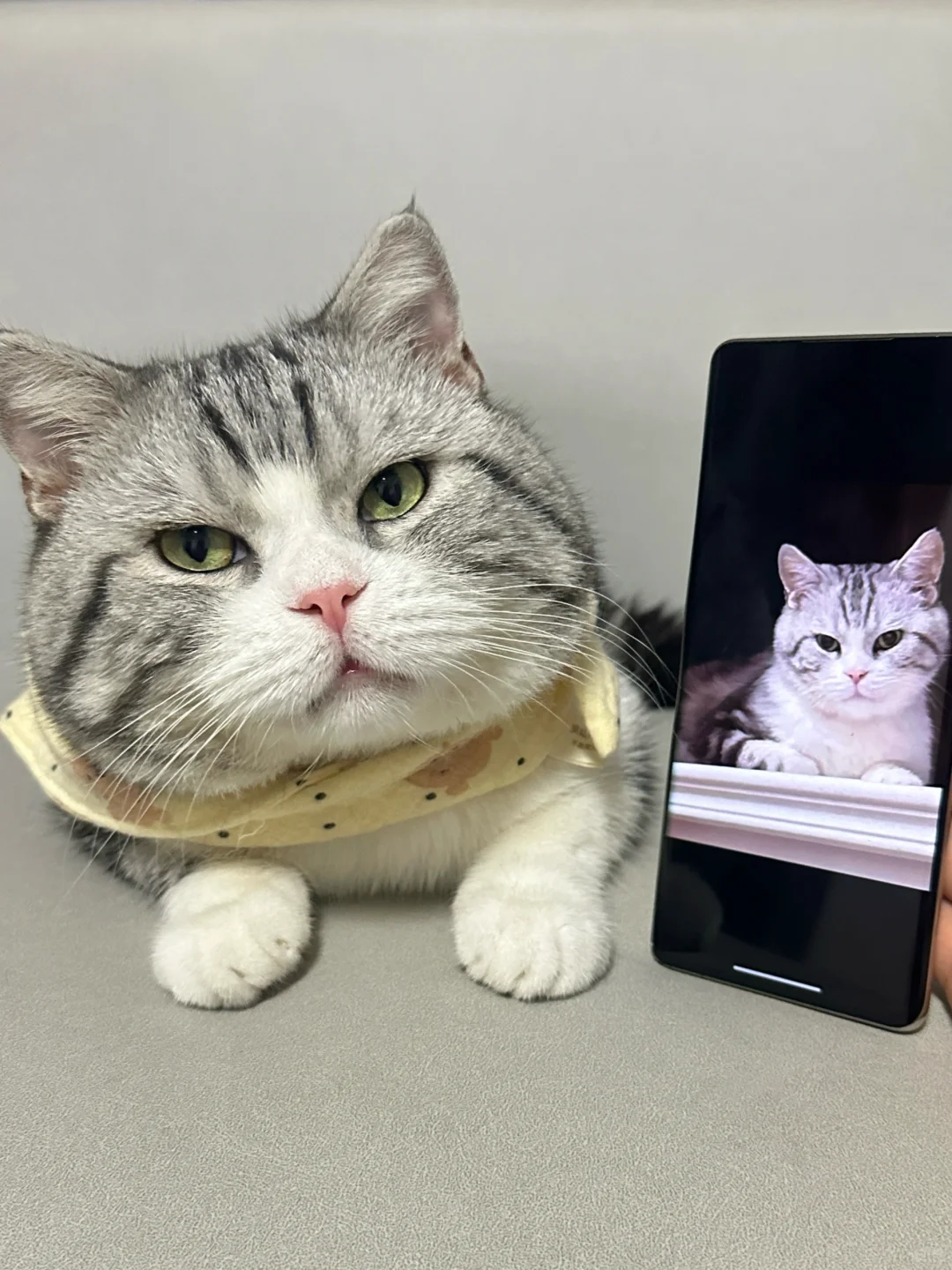 3个月瘦弱小猫爆改壮汉！猫咪长肉我有话说！