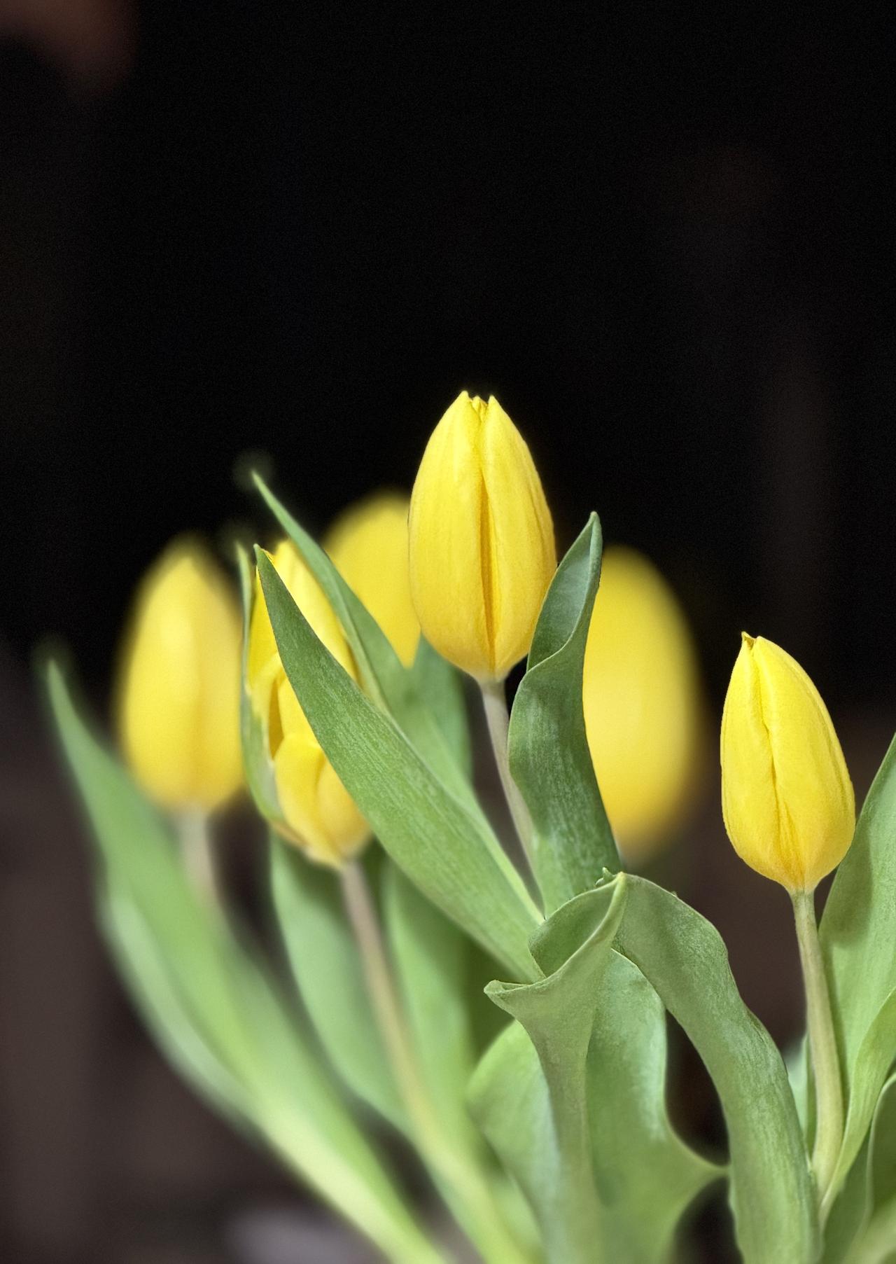分享一张最近随手拍的照片郁金香（学名：Tulipa gesneriana L.）