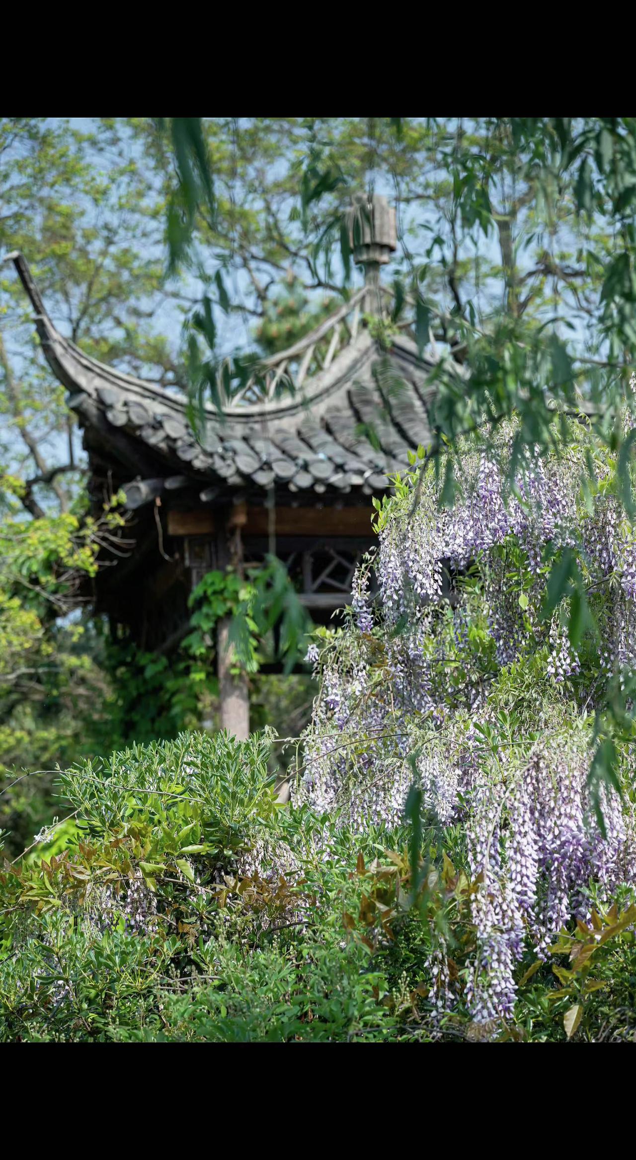 🌸飞檐勾住流云，紫藤瀑布垂落千年风雅✨。青砖黛瓦间，藏着春天未说尽的诗📜。