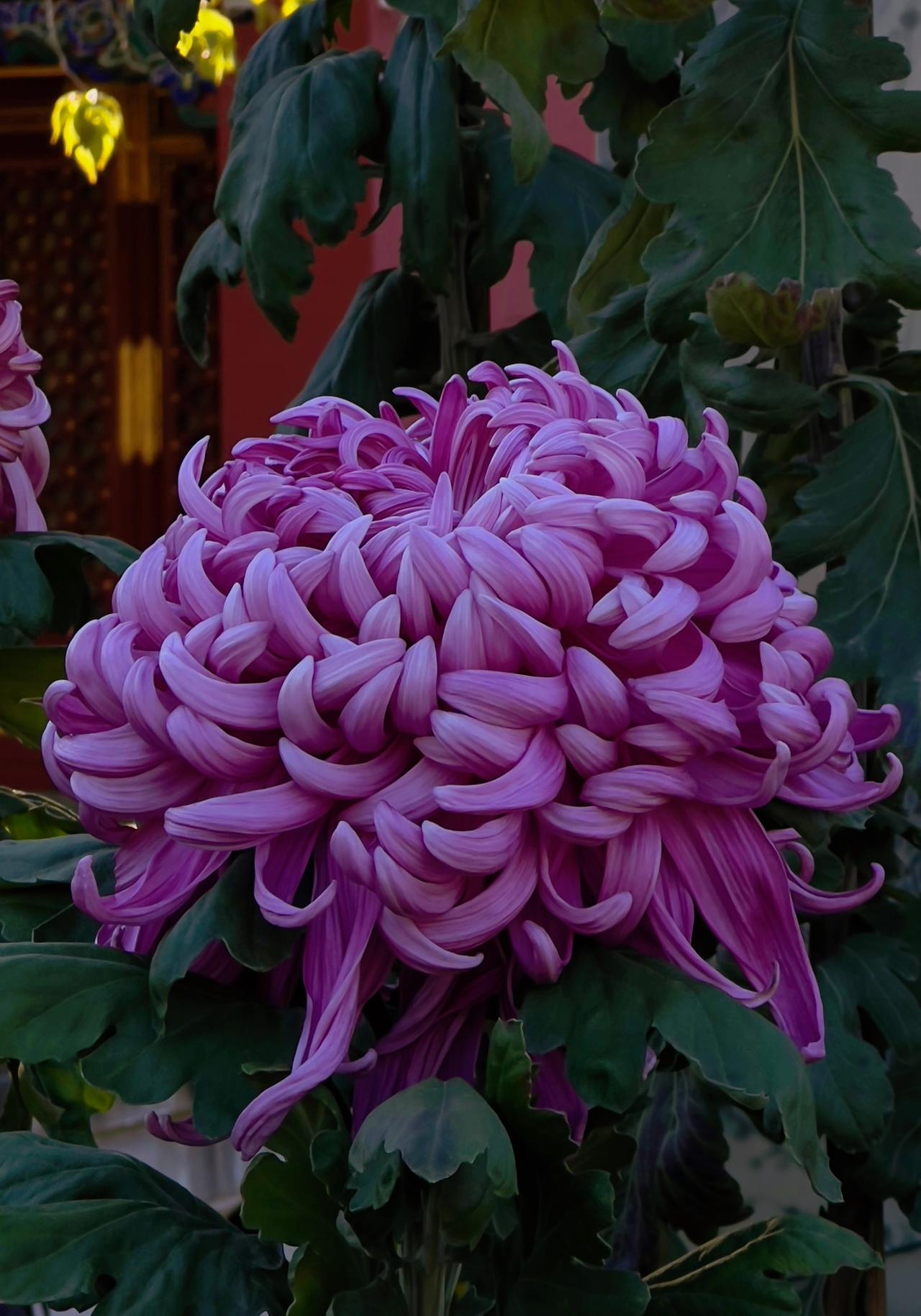 晒晒随手一拍美丽的花朵