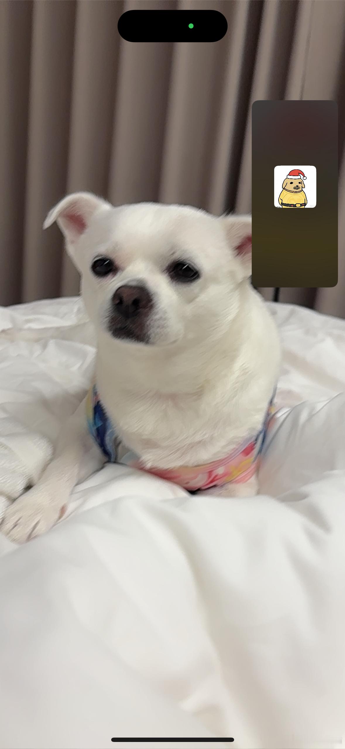 所以这个小女孩祖上做过郊狼的 ​​​