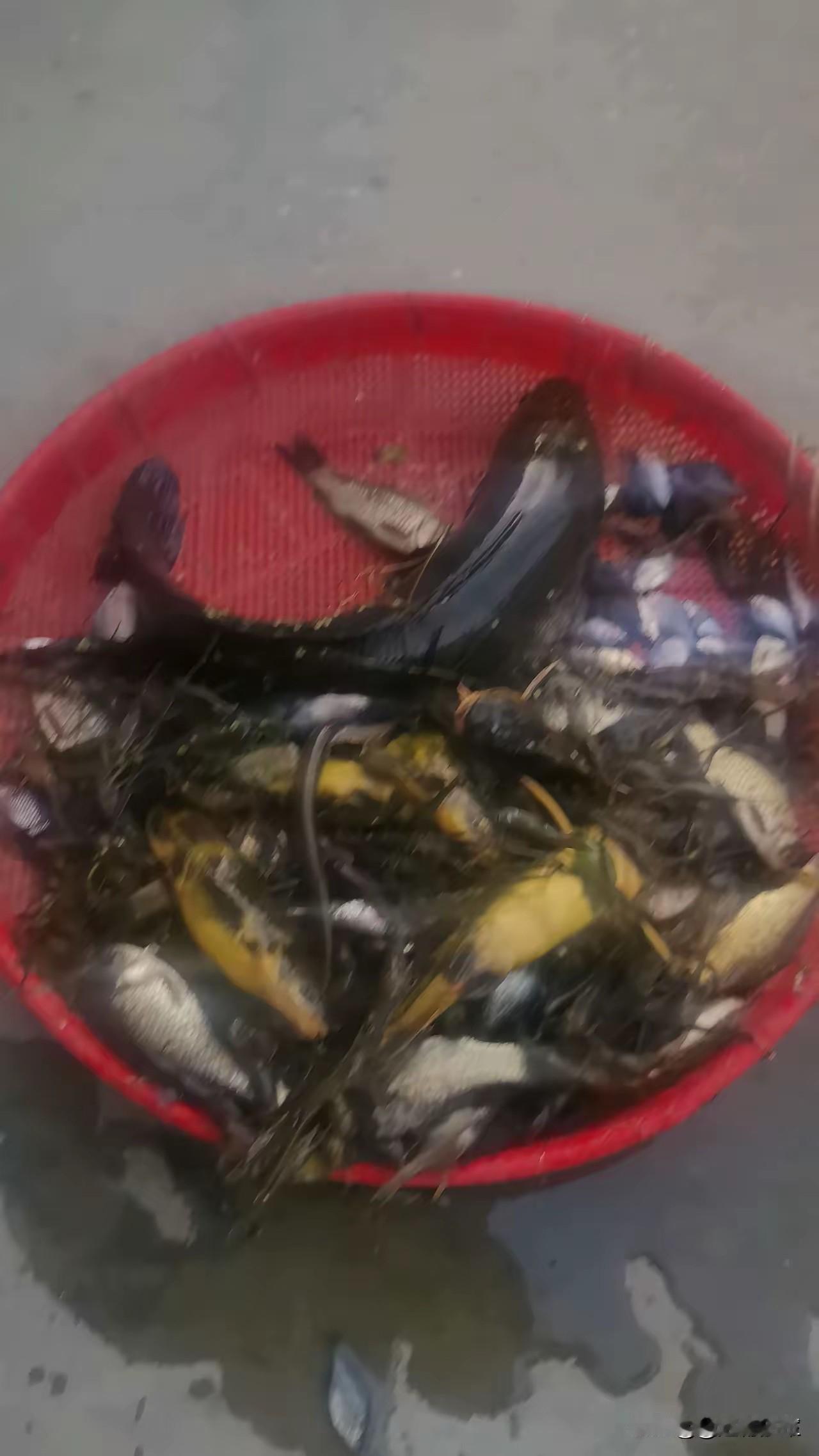晨下地笼归岸旁，肥黑鱼鲜蹦满筐。青虾蹦跳沾晨露，
乡野鲜味一笼藏