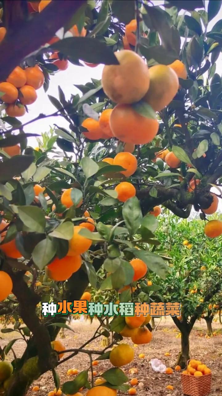 休闲农业
