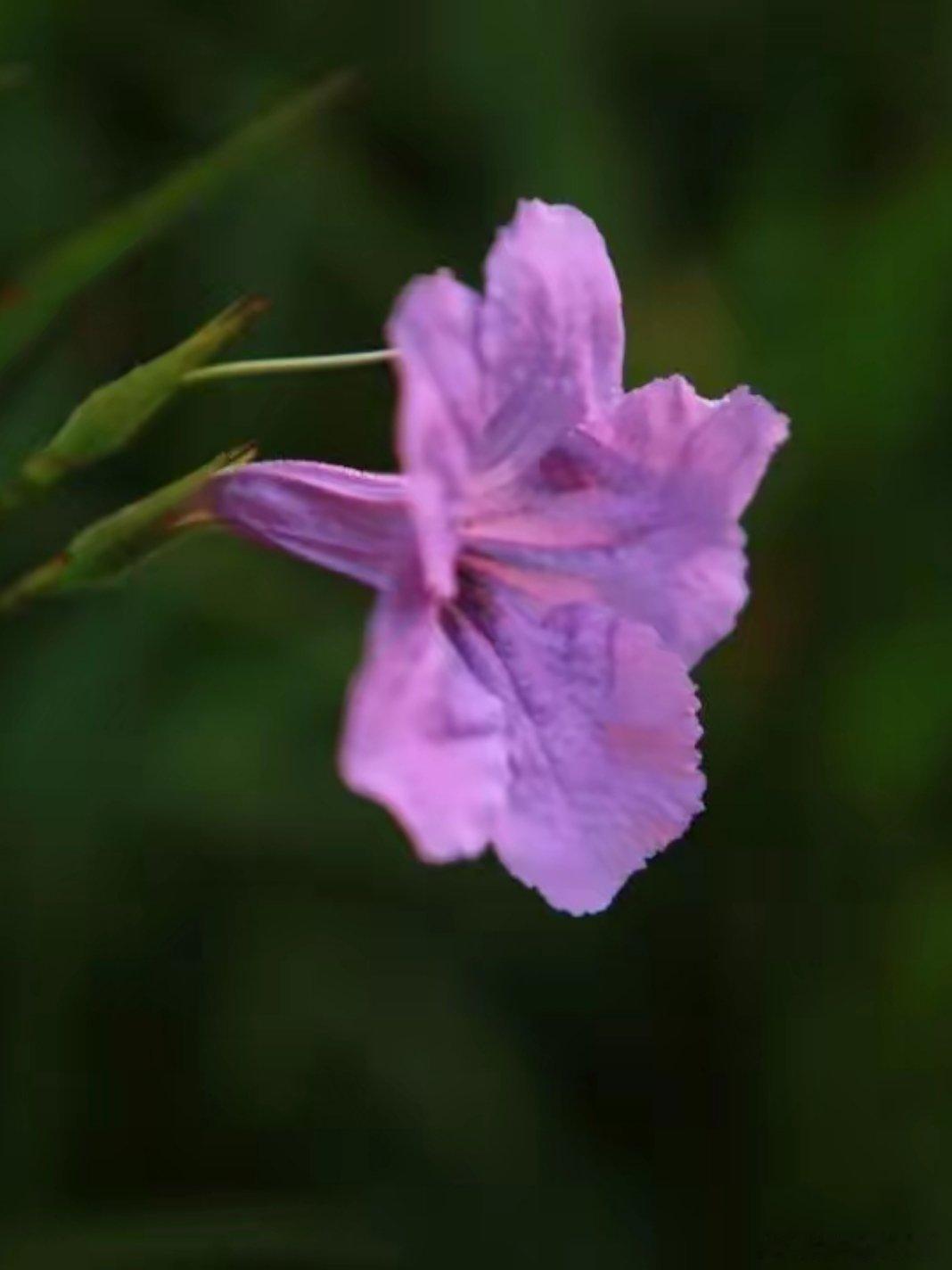 美丽的蓝花草，紫色的、浪漫的颜色……用眼睛寻找美丽随手拍美景江南天天拍好摄天下[